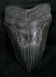 Beastly Megalodon Tooth - Great Serrations #7827-1